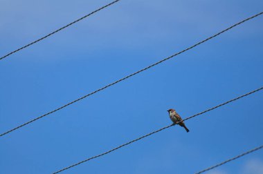 Kablodaki elektrik teli