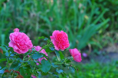 Bahçedeki güzel pembe güller