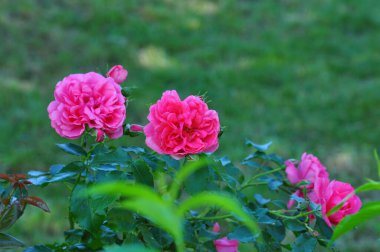 Çimlerde pembe güller