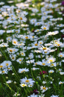 Güneşli yaz gününde bahçede yetişen güzel çiçekler.