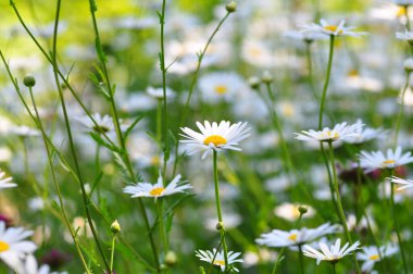 Tarlada beyaz papatya çiçekleri