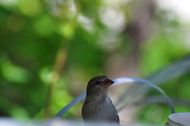 Gündüzleri doğada kuşları kapatır