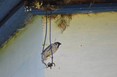 serçe çatıda oturuyor.