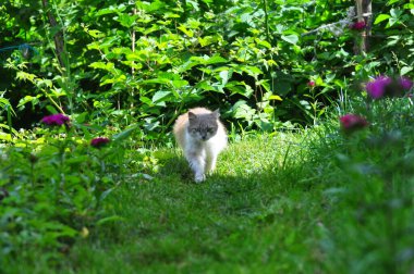 Bahçedeki kedi