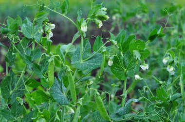 Bahçedeki yeşil fasulye.