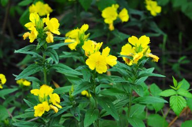 Bahçedeki güzel çiçekler