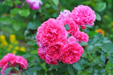 Bahçedeki güzel çiçekler