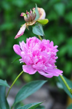 Bahçedeki güzel çiçekler