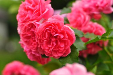 Bahçedeki güzel pembe güller