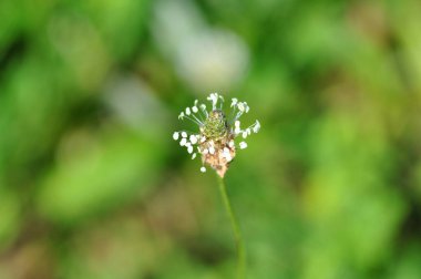 Ormanda güzel çiçekler