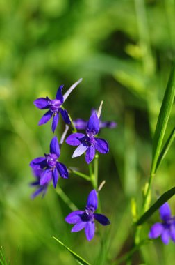 Doğadaki mavi çiçek