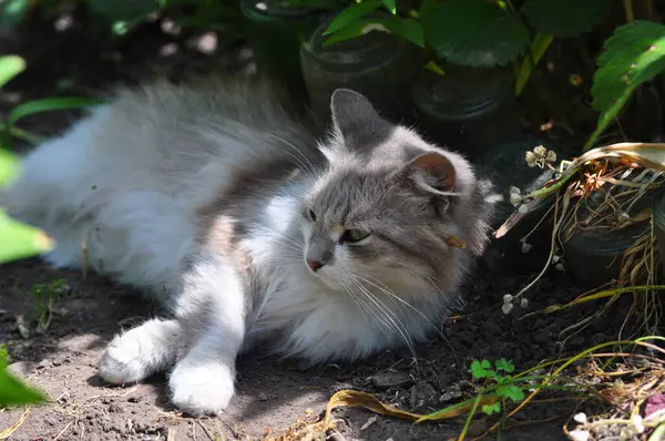 yeşil gözlü gri kedi