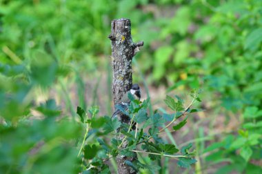 Ağaçtaki kuşun yakın plan çekimi.