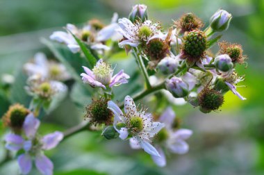 Bahçedeki bir bitkinin çiçeği.