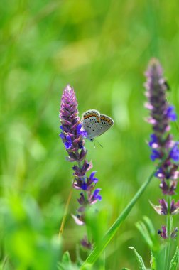 Çiçekteki güzel kelebek