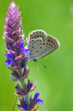 Lavantanın üzerindeki mavi kelebek