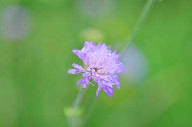 Bahçedeki güzel çiçekler