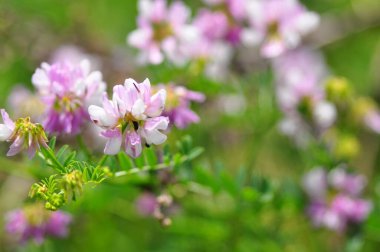 Bahçedeki güzel çiçekler