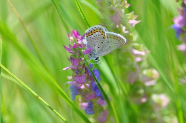 Çiçekteki güzel kelebek