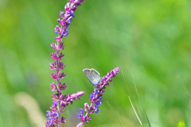 Güzel Kelebek çiçek üzerinde
