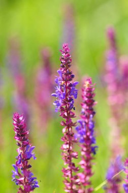 Yeşil Arkaplan ile Mor Çiçekler