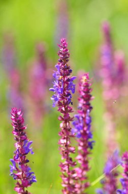 Bahçedeki güzel çiçekler