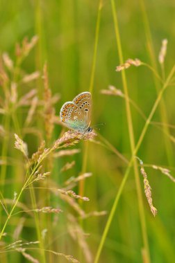 Güzel kelebek yeşil çimlerin üzerinde