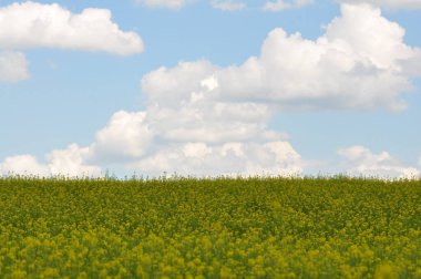 Mavi gökyüzüne ve beyaz bulutlara karşı sarı kolza tohumu tarlası