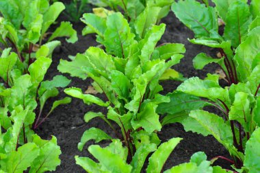 Genç yeşil marul yaprakları tarlada