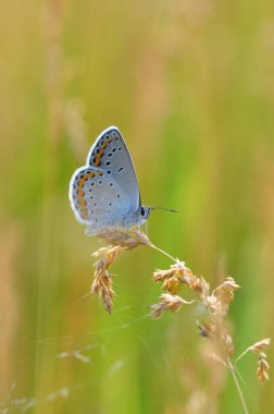 Çiçekteki güzel kelebek