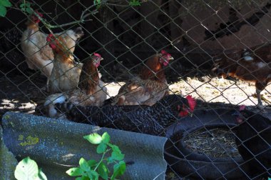 Çiftlikte tavuk ve tavuk