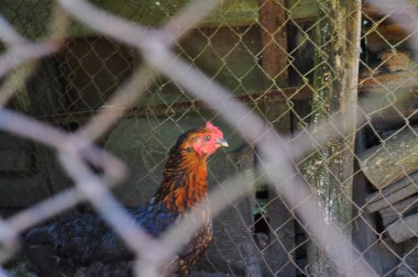 Tavuk bir kafeste oturuyor. Üreme ve kümes hayvanları kavramı