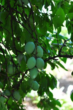 Yakın - daldaki yeşil elmalar. Bahçedeki olgun elma hasadı konsepti