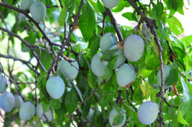 Bahçede bir ağaç üzerinde yeşil erik