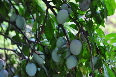 Bahçede yeşil elma