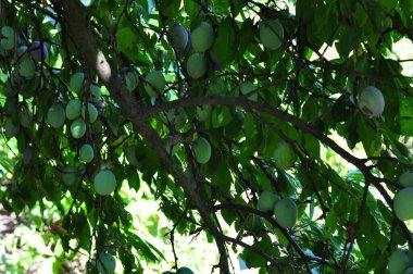 Yaz günü meyve bahçesinde yeşil elma