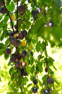 Olgun siyah erikler dalda