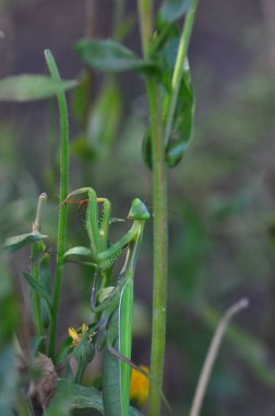 Sarı yapraklı yeşil bitkinin dikey görüntüsü.