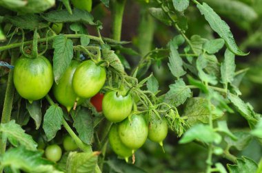 Bahçede domates var.