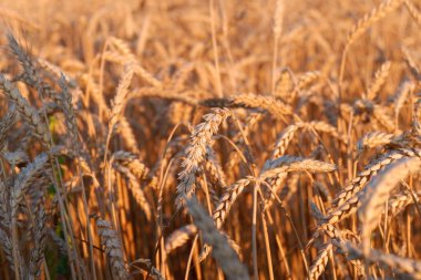Yazın buğday tarlası