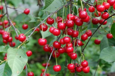 Ağaçtaki kırmızı meyveler