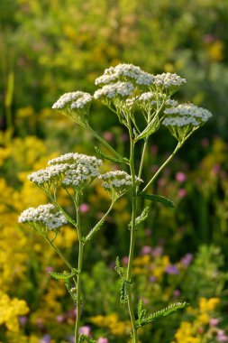 Dereotunun beyaz çiçekleri