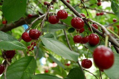 Bahçedeki ağaçta yetişen kirazlar.