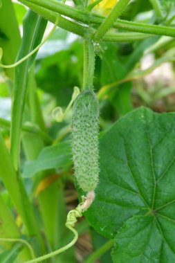 Bahçedeki yaprağın üzerinde yeşil salatalık