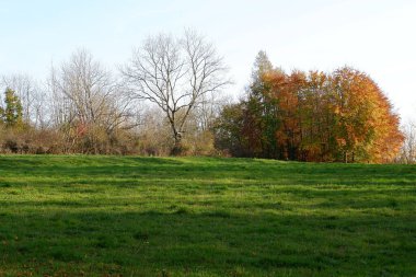 Ağaçlar ve yapraklarla dolu sonbahar manzarası