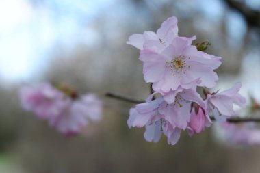 Bahçedeki güzel pembe çiçekler