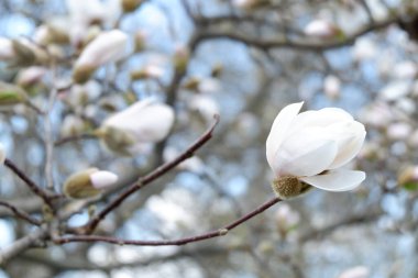 Bahçedeki güzel beyaz manolya çiçekleri