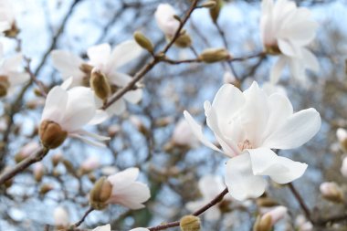 Bahçedeki beyaz manolya çiçekleri