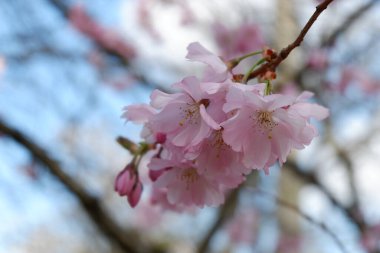 Ağaçtaki güzel pembe çiçekler
