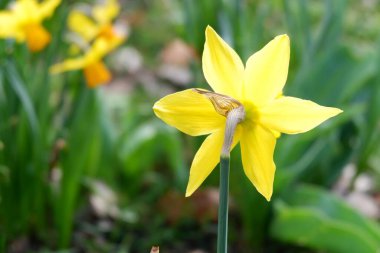Baharda bahçede sarı çiçek